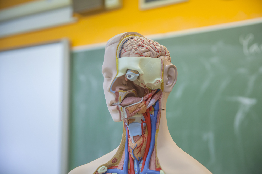 Physiology